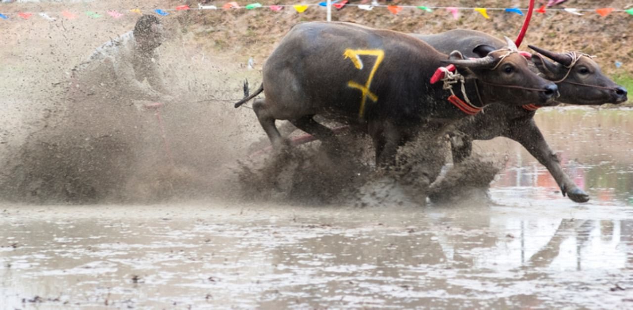 Sensors were used to get an accurate result in the Kambala. Credit: iStock Photo