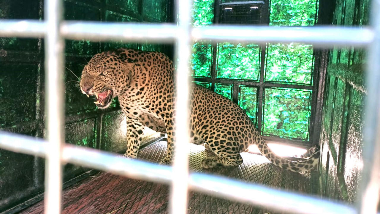 Leopard trapped in Mandya. Credit: DH Photo