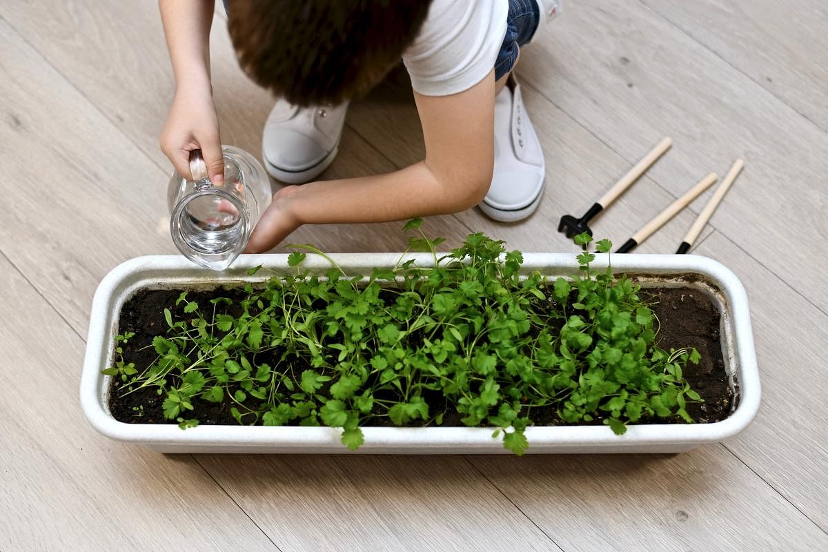 To develop an interest in nature, involve children in nurturing plants at home.