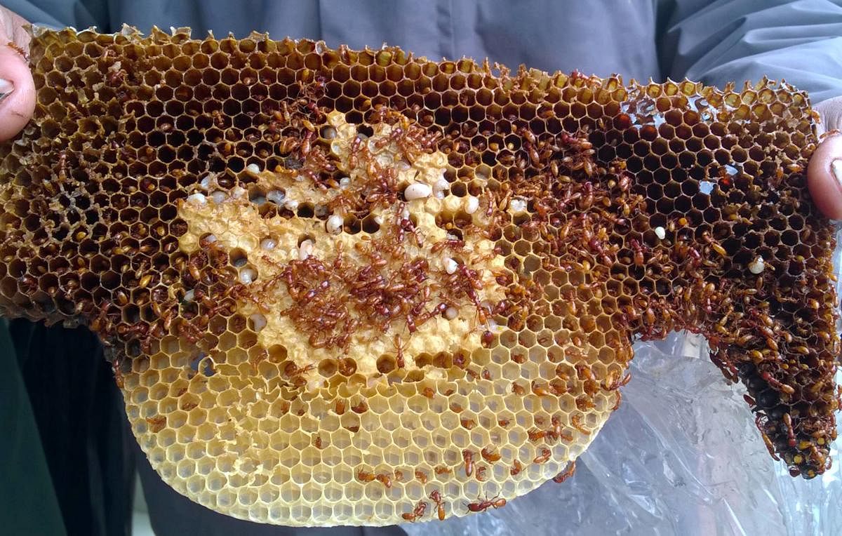 A virus-infested honey bee colony in Somwarpet.