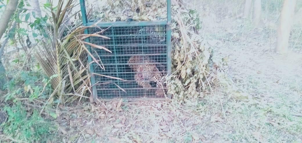 A young leopard that was sighted near Bheemanakuppe village in Kengeri limits a few days ago gripping people in panic was successfully rescued on Monday early morning. Credit: Forest Department