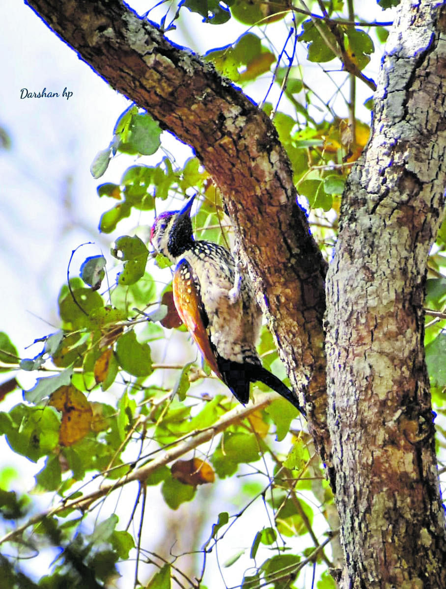 A new species of bird that was identified during the 2020-21 bird census at Bandipur.
