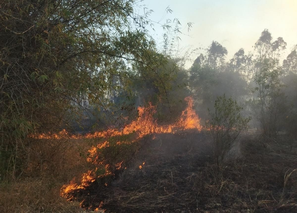 The fire at Basavanakallu Betta forest in Nagamangala taluk in Mandya district. Credit: DH photo