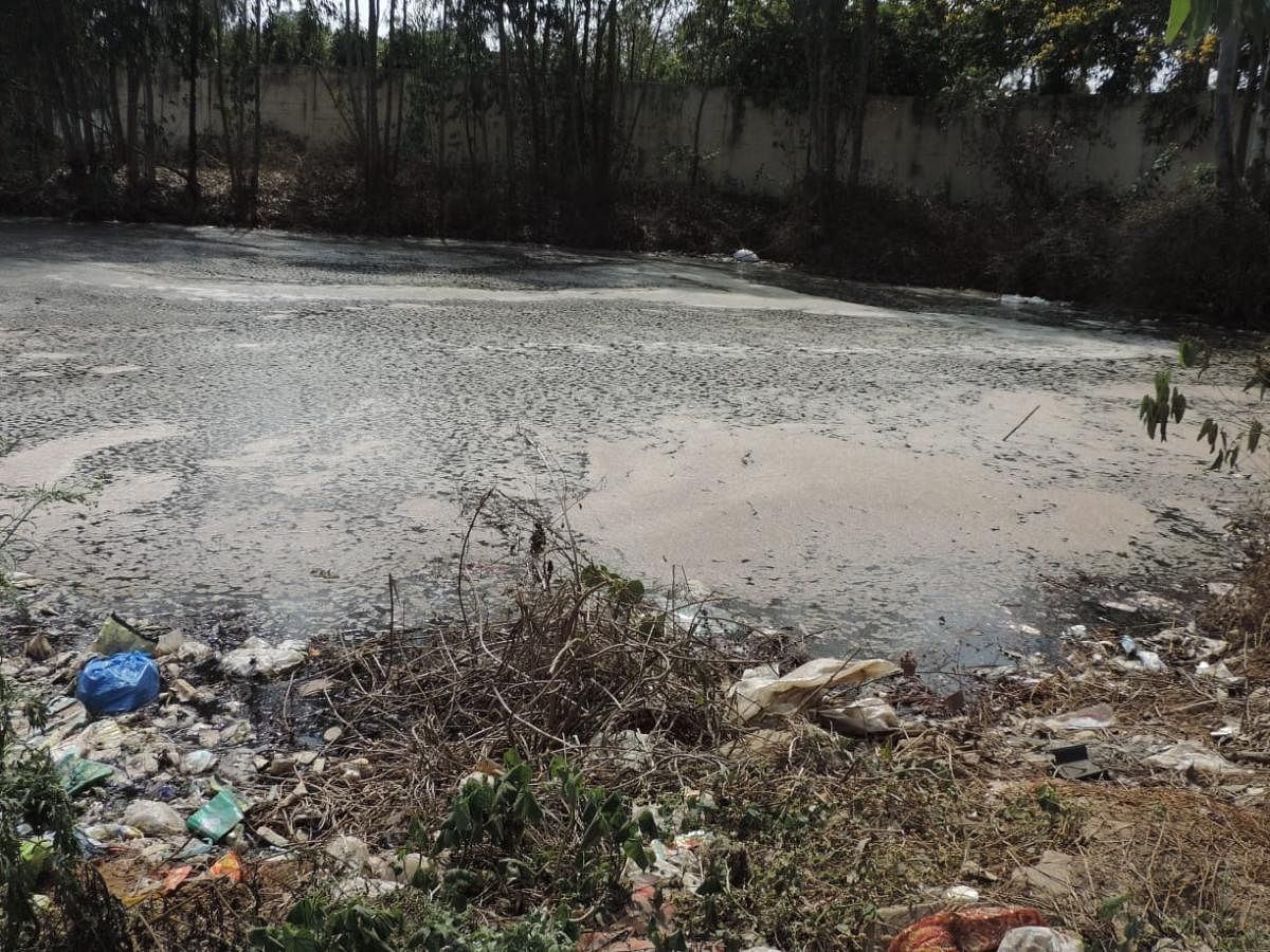 A polluted pond outside the Chikkanagamangala waste plant. Residents say it has been ruined by dirty water/leachate running off from the plant. Credit: DH Special arrangement