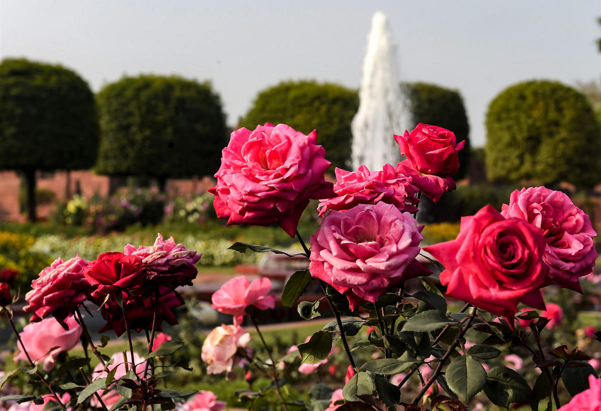Roses bloom in the Mughal Gardens during a press preview, ahead of its opening for the public from Feb. 13, at Rashtrapati Bhavan in New Delhi, Thursday, Feb. 11, 2021. Credit: PTI Photo