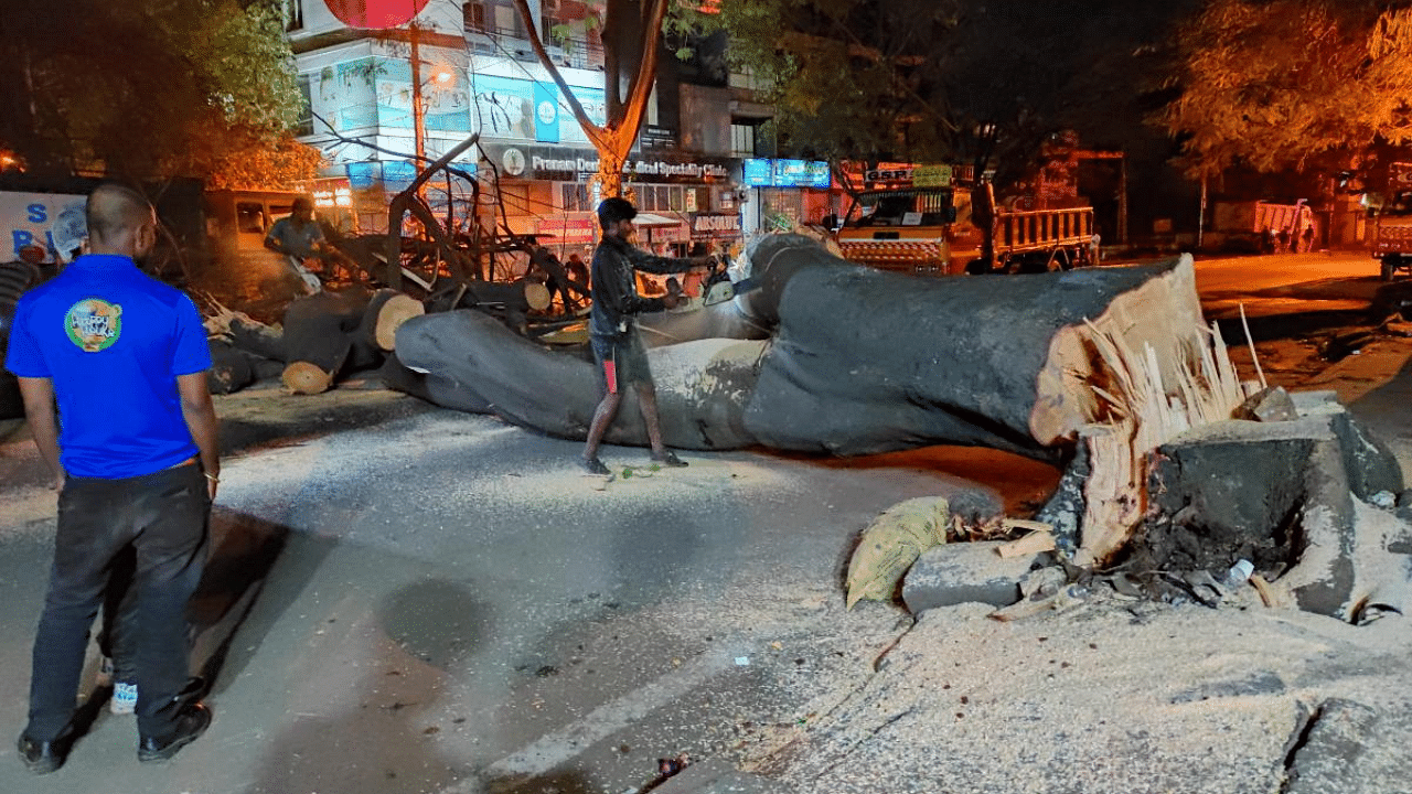 A worker cuts through the trunk of a rain tree near Sivananda Circle around Wednesday midnight. Credit: DH Photo