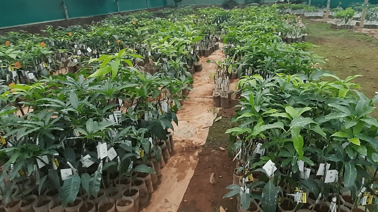 As many as 13,000 saplings were already prepared at a farm at Karimbam in Kannur district. Credit: DH special arrangement