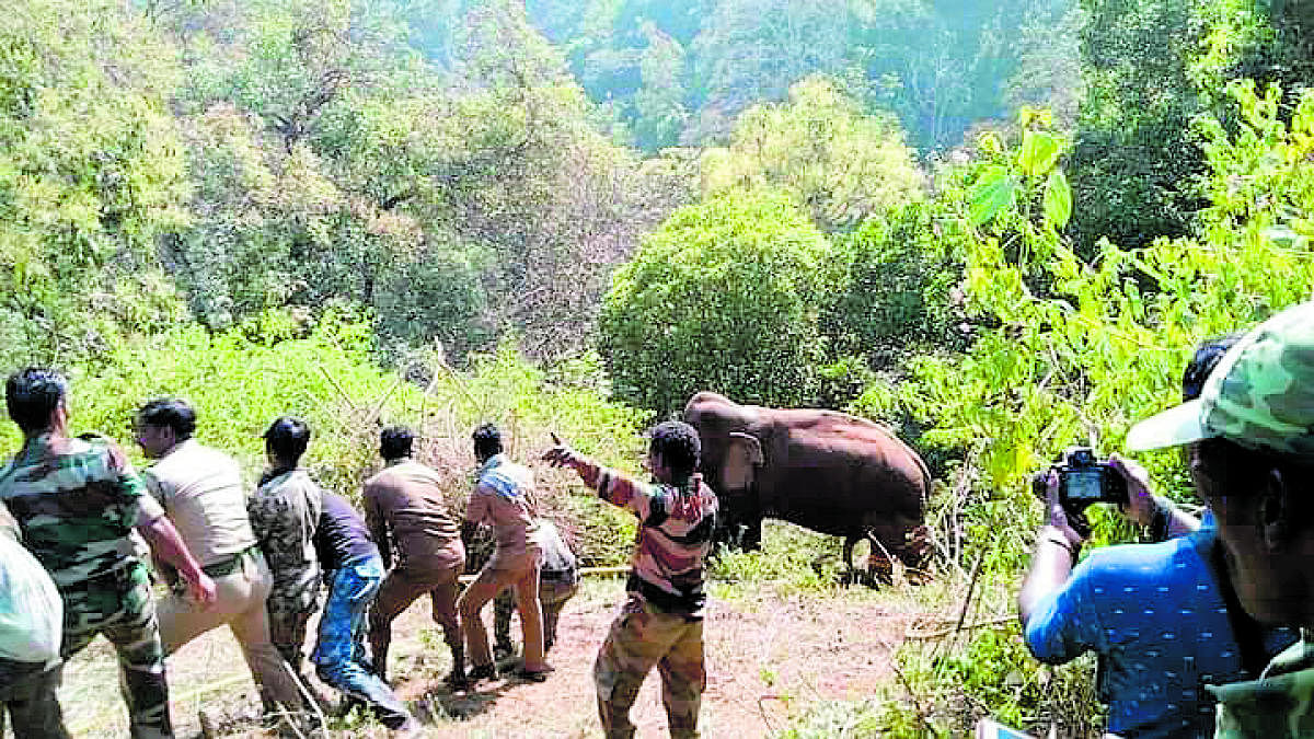 The Forest department personnel of Tamil Nadu, rescue the rogue elephant, at Mudumalai Forest Range in Pandalur taluk, Nilgiri district on Friday.
