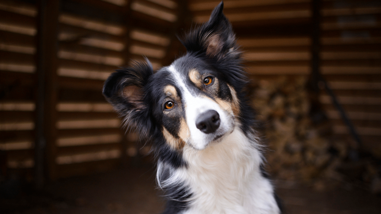 Lulu, an 8-year-old border collie, will be living the good life in Nashville