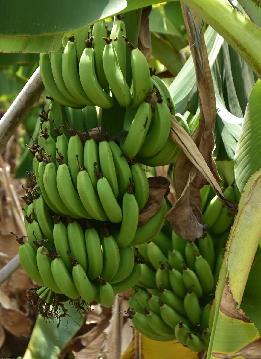 Banana bunches on a farmland. DH Photo