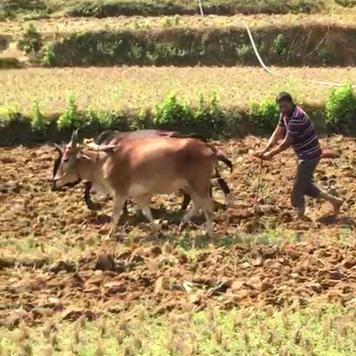 A D Mohan Kumar ploughs the land at Appashettalli.