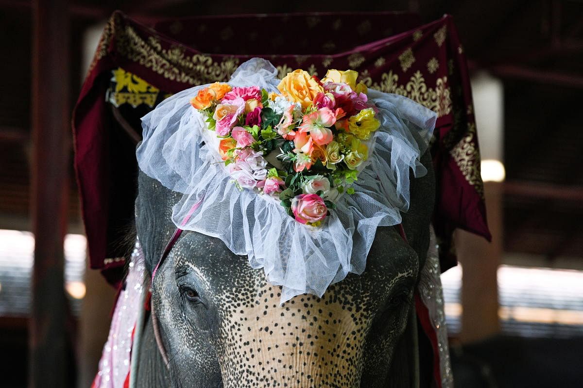 An elephant decorated with flowers in a heart shape is seen before a Valentine's Day celebration at the Nong Nooch Tropical Garden in Chonburi province, Thailand, February 14, 2021. Credit: REUTERS