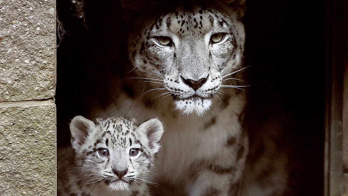 Snow leopard known for her 7 healthy cubs dies after cancer Zoo snow leopard  Cancer snow leopard AP