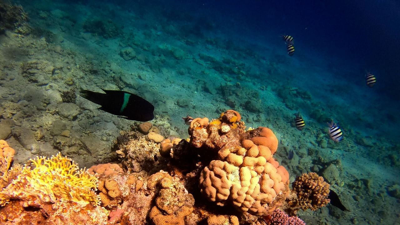 A view of marine life at a coral reef in the Red Sea waters. Credit: AFP Photo