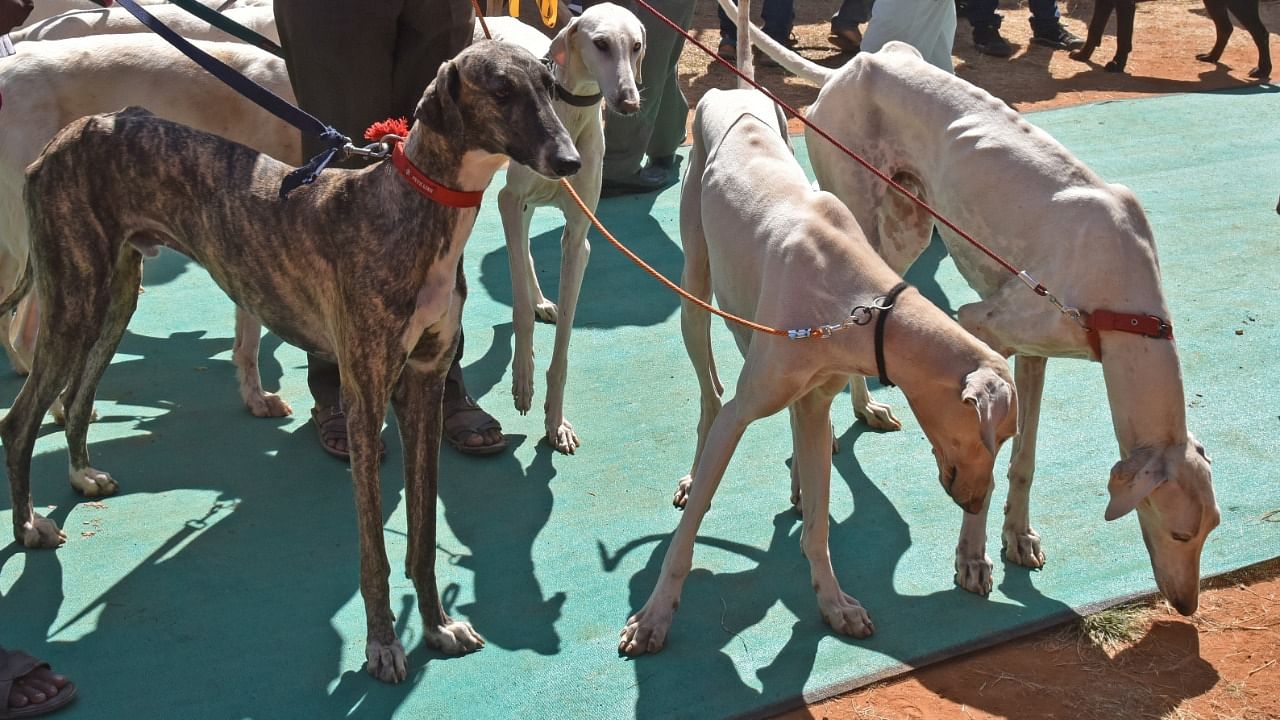 Mudhol Hound dog participated at All India Championship Dog shows organised by Silicon City Kennel Club at KVAFSU Hebbal in Bengaluru. Credit: DH File Photo