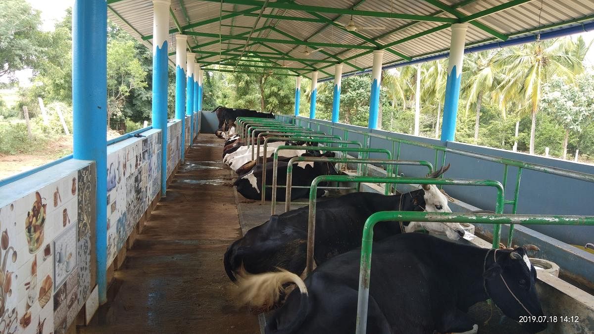 To build a cattle shed, SC/ST farmers get Rs 43,500 and those from other communities get Rs 19,625. DH File Photo