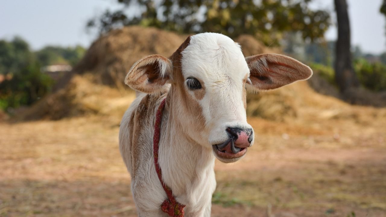 School and college students can take the test on 'cow science' being conducted by the Rashtriya Kamdhenu Aayog (RKA). Credit: iStock Photo