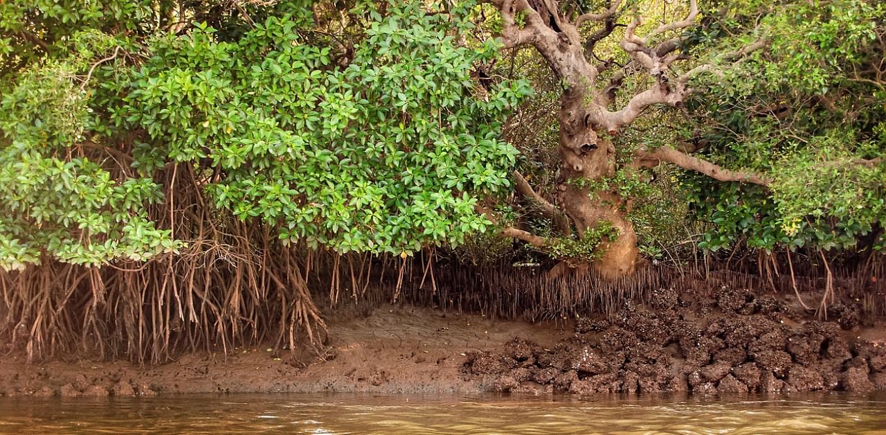 Since there is nothing on the record on this, the Mangrove Cell requested JNPT to immediately initiate the process of transfer of the mangroves through the Raigad District Collector. Credit: iStock Photo