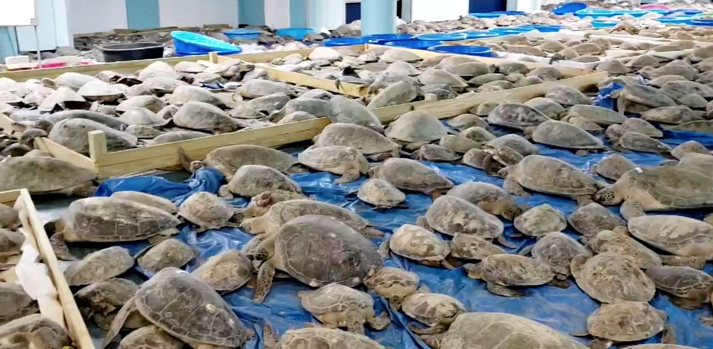 Thousands of 'cold-stunned' sea turtles rescued off coast of Texas. Credit: Reuters Photo