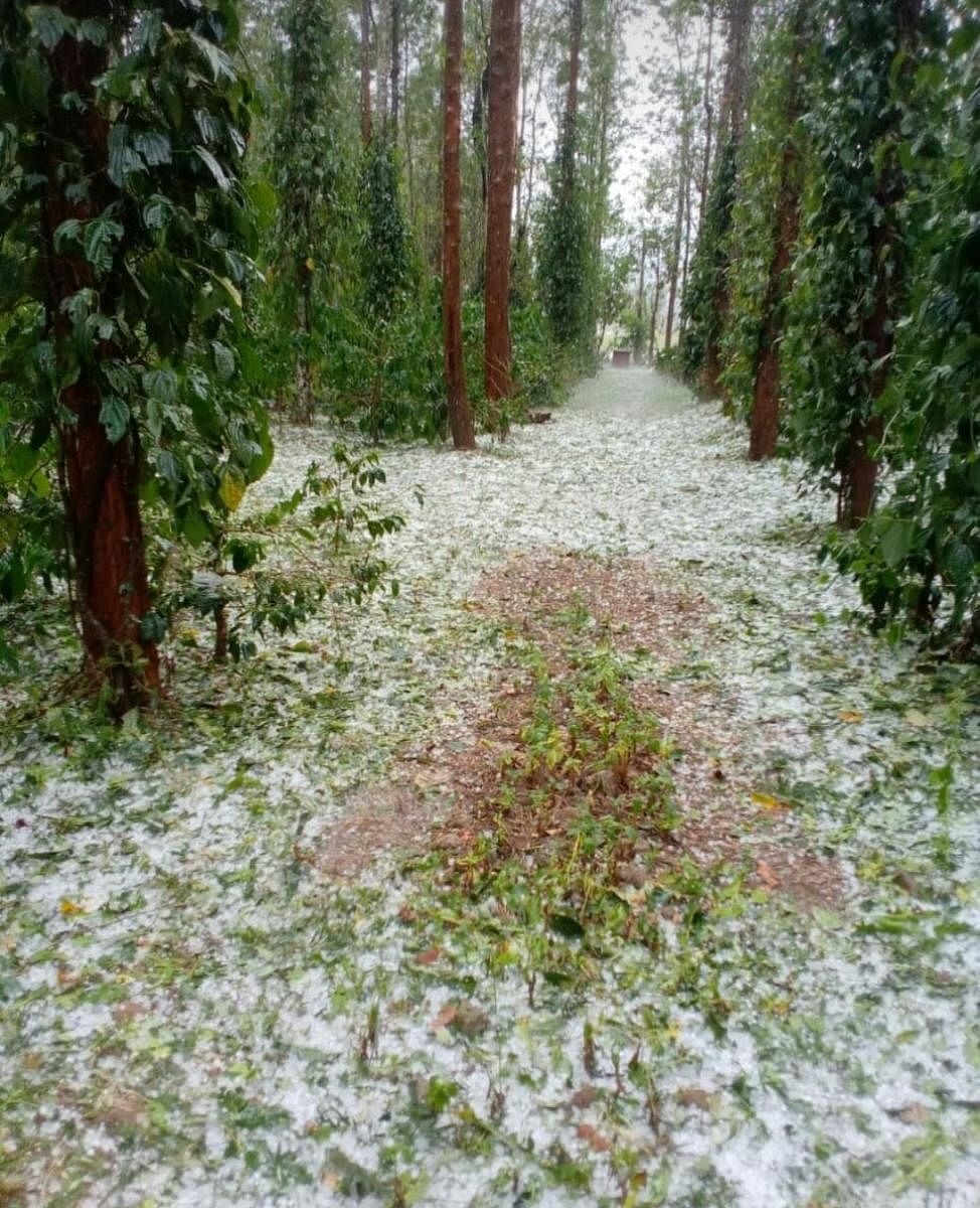 A coffee plantation with hailstones in Shanivarasanthe.