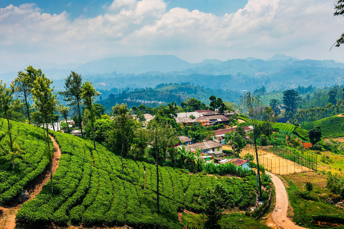 Scenic tea plantation landscape in Sri Lanka