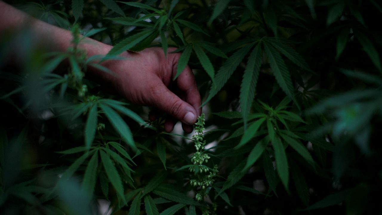 As more US states legalize cannabis, officially-sanctioned sales have surged to record levels during the Covid-19 pandemic. Credit: Reuters File Photo