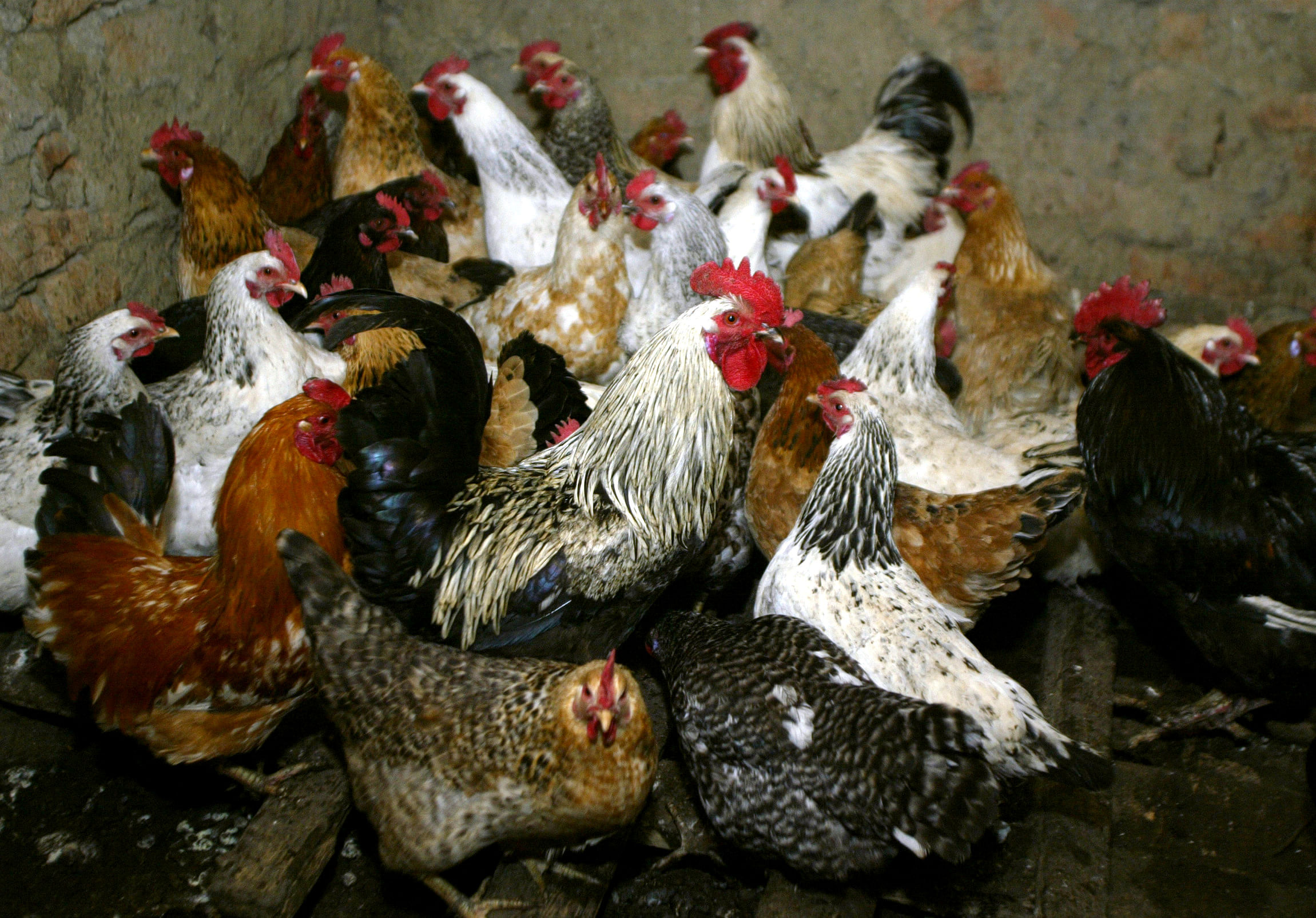 Chickens await vaccination against bird flu at the settlement Peredovoi near Stavropol. Credit: Reuters Photo