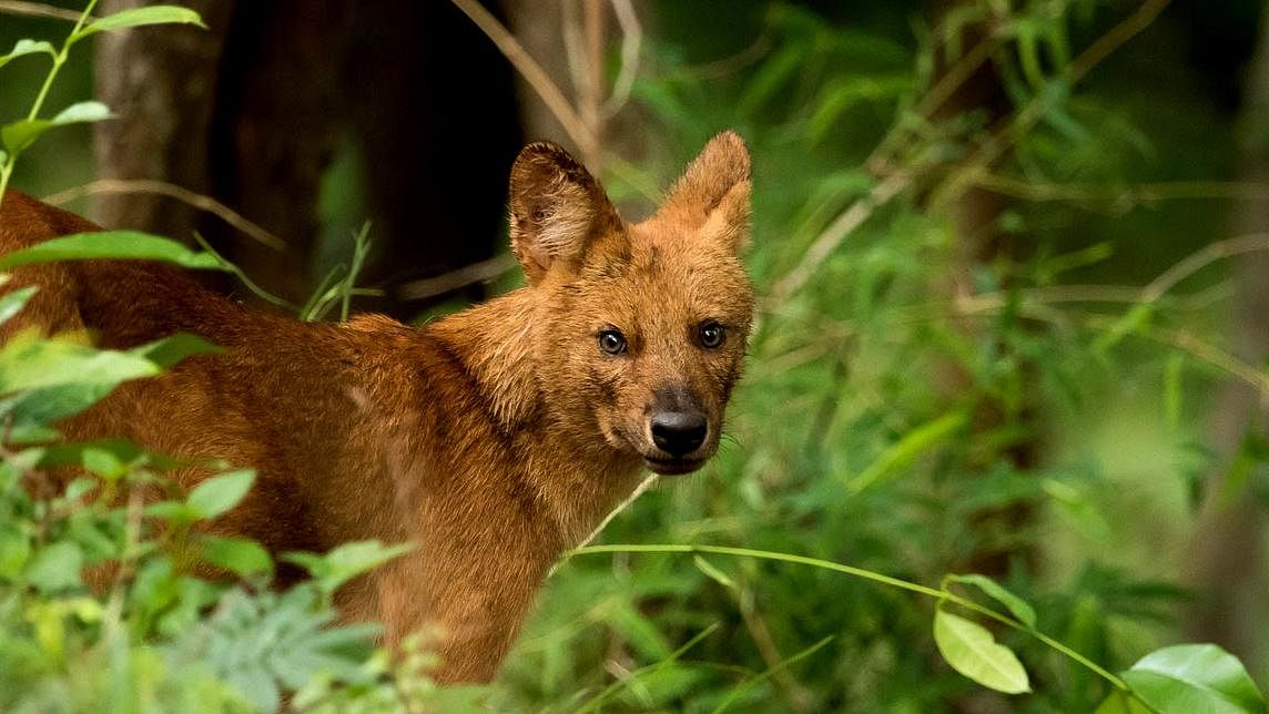 India has the privilege of hosting a wide diversity of wildlife. The country supports 23 percent of the world’s carnivore species in around 2.3 percent of the global land area. Dhole or teh Asiatic wild dog. Credit: NCBS