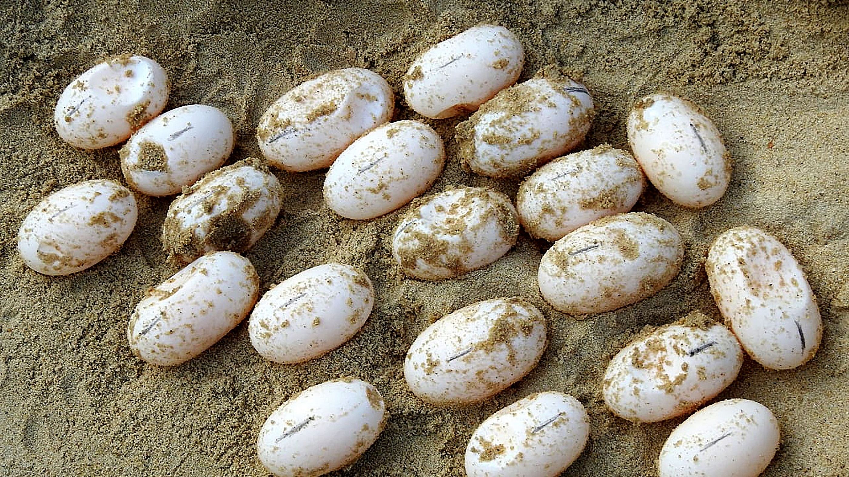 Royal turtle eggs on the sand at the Koh Kong Reptile Conservation Center (KKRCC) in Koh Kong province, Cambodia. Credit: AFP Photo