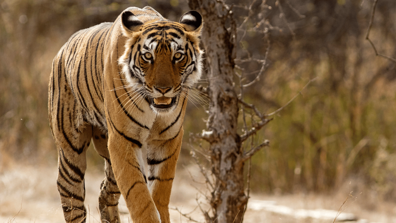 The non-resident tiger has also killed about 15 cattle till now. Representative image: iStock Photo