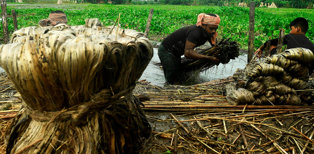 Farmers extract jute fibers near a water body. Credit: AFP Photo