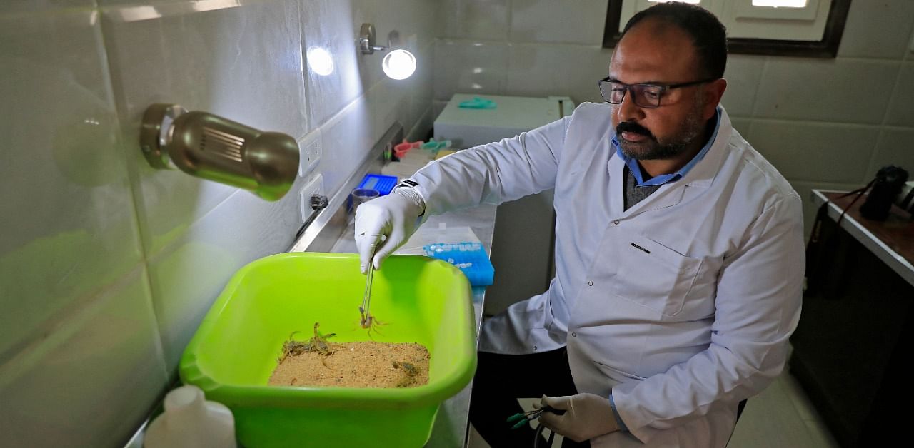Egyptian engineer Ahmed Abu al-Seoud catches a scorpion at his Scorpion Kingdom laboratory in Egypt  Credit: AFP/ Khaled Desouki