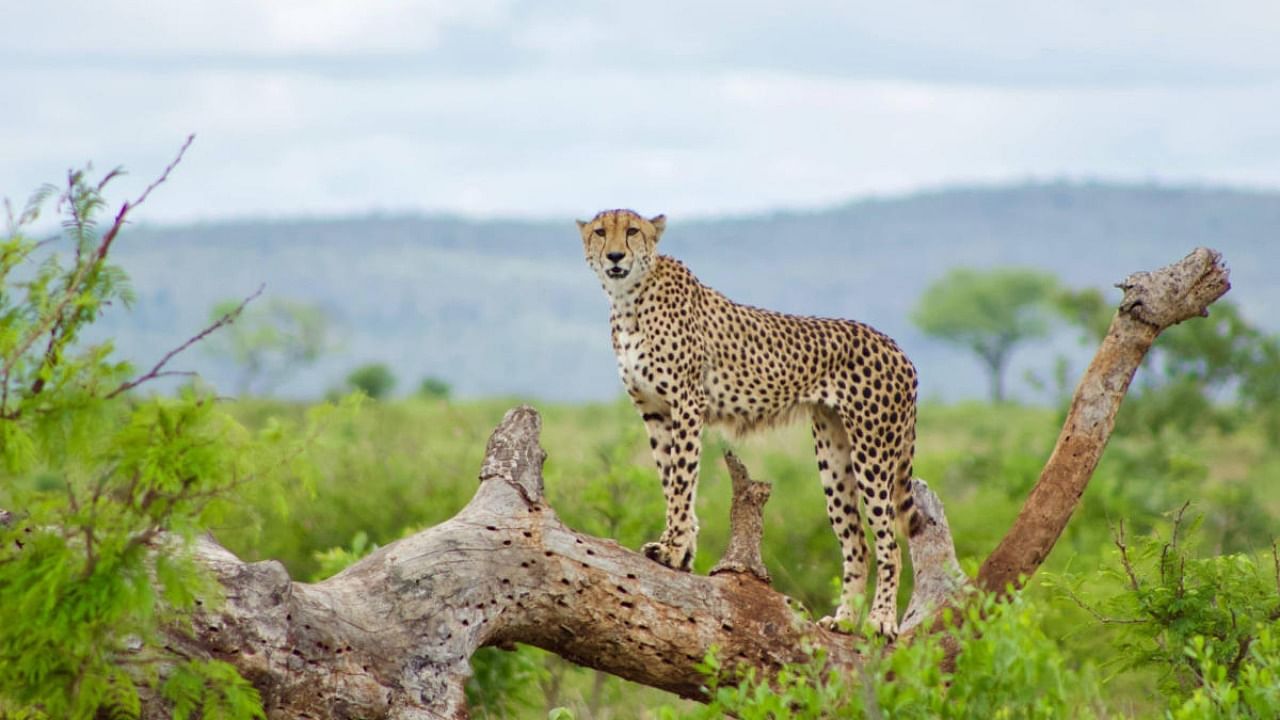 An African cheetah at Kruger National Park, South Africa. Photo by Spoorthy Raman.