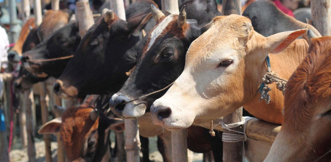 An estimated five million cows roam in the cities, with many gorging on the vast amounts of plastic litter on the streets. Credit: iStock photo. 