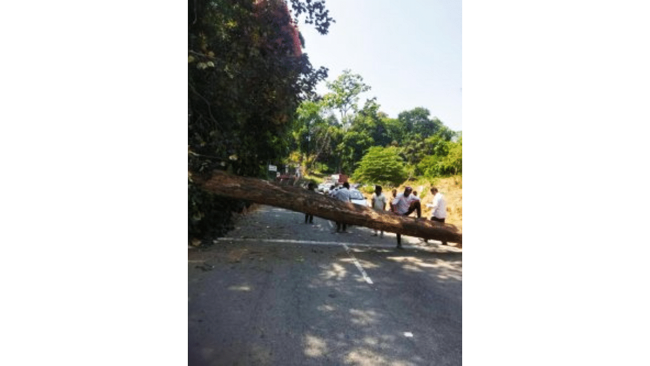 A huge tree fell on Kedakal Highway, near Suntikoppa, on Wednesday morning.