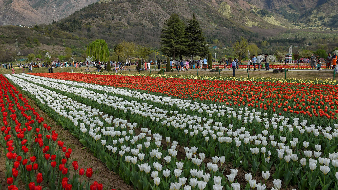 A view of Asia's largest tulip garden in full bloom, on the foothills of Zabarwan range overlooking world famous Dal Lake, in Srinagar. Credit: PTI File Photo