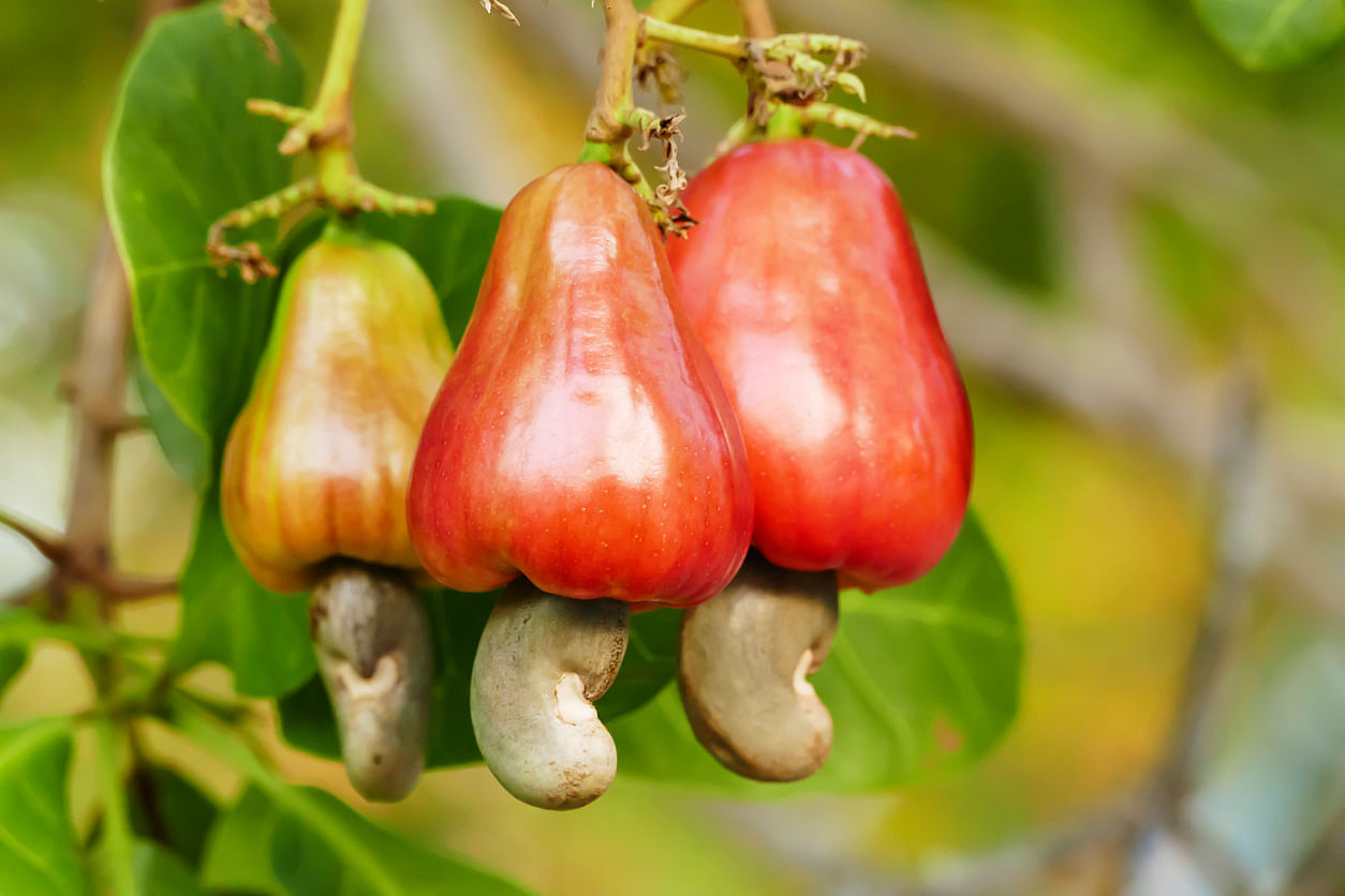Cashew nut fruits. Representative image/Credit: iStock images