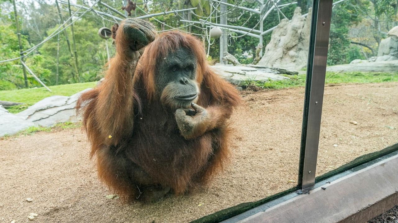 Female orangutan Karen, who also became the first ape ever to undergo open-heart surgery back in 1994, and who was recently vaccinated against Covid-19 according to the San Diego Zoo on March 4, 2021, is seen at the zoo in San Diego. Credit: Reuters.