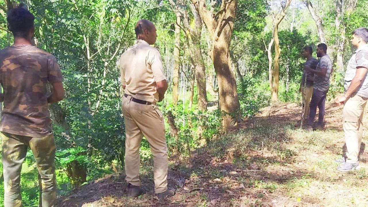 Forest officials engaged in an operation to capture a tiger near Siddapura. Credit: Special arrangement.