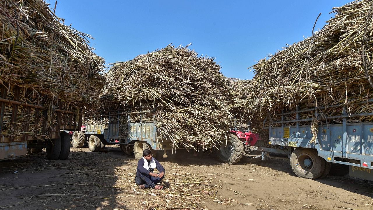  A sugarcane farmer takes rest while waiting to weigh the yield on a scale, at Bhopada in Muzaffarnagar, Uttar Pradesh. Credit: PTI Photo