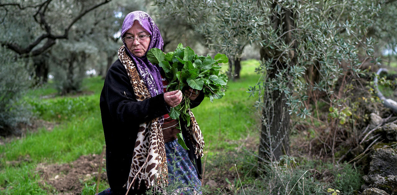 Tayyibe Demirel, 64, who is refusing to sell her olive grove to coal mining companies, picks wild greens from her olive grove in Turgut village near southwestern town of Yatagan in Mugla province, Turkey. Credit: Reuters Photo