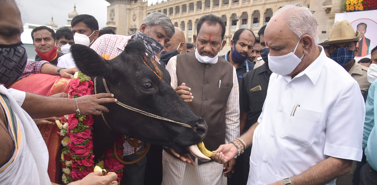 B S Yediyurappa, Chief Minister perform gau (cow) pooja before flagging off mobile animal hospital vans in Bengaluru. Credit: DH Photo/S K Dinesh