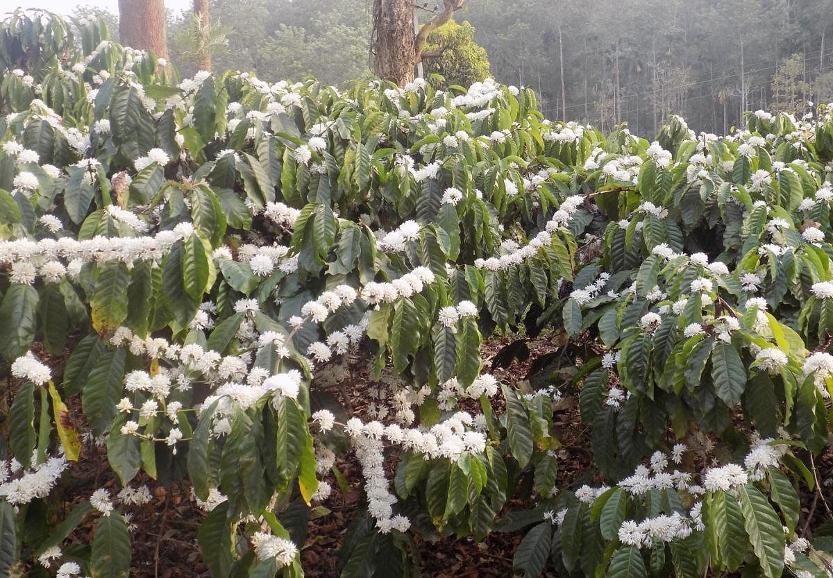 The coffee plants in bloom in Kodagu.