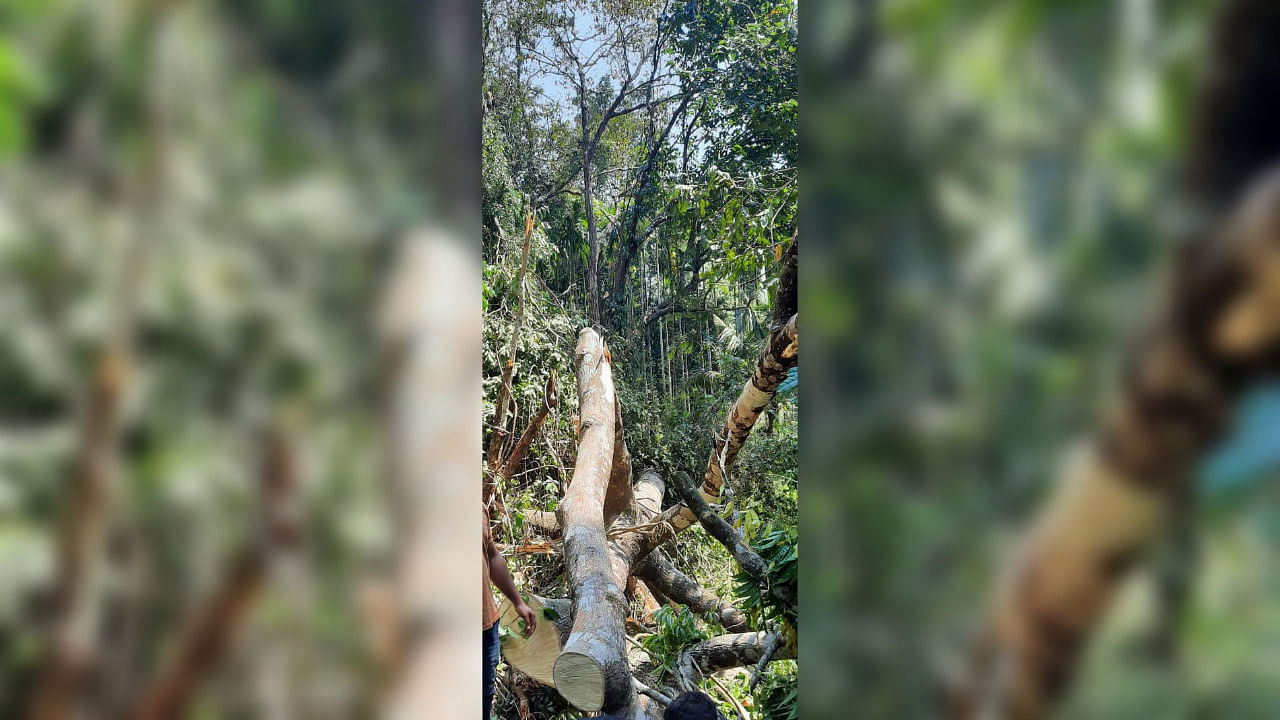 Three labourers lost their lives when a tree fell on them  at Kayila in Patrame village of Belthangady taluk on Tuesday. Credit: Special Arrangement