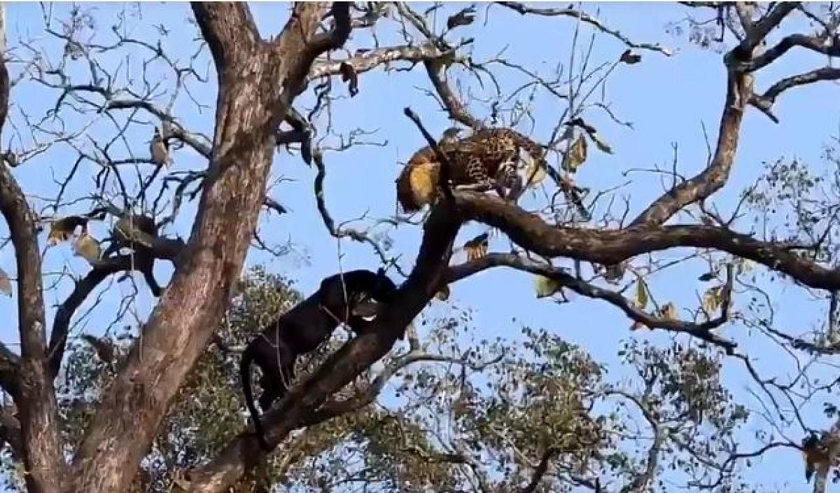 A video grab of a black panther's encounter with a leopard, atop a tree at Nagarahole Tiger Reserve.