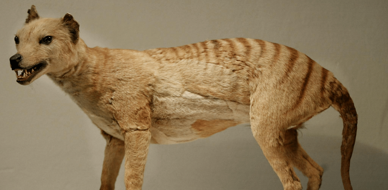 Tasmanian tiger (Thylacine), which was declared extinct in 1936, is displayed at the Australian Museum in Sydney. Credit: AFP Photo