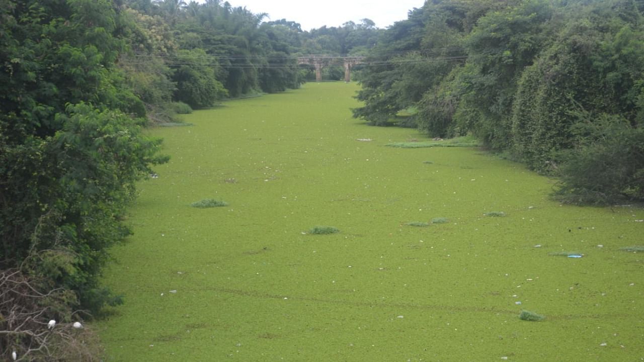 Lakshmanatirtha river that has turned green with algae, in Hunsur, Mysuru district. Credit: DH Photo