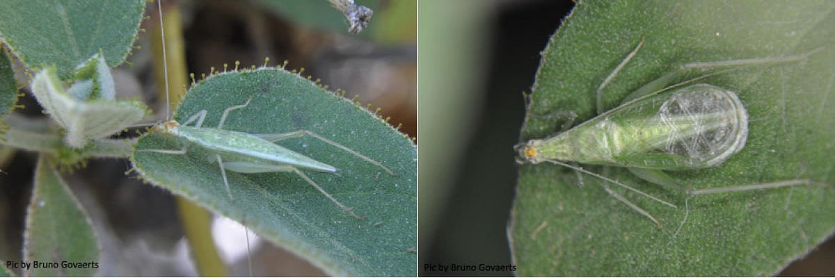 This Mexican insect is named after an IISc scientist