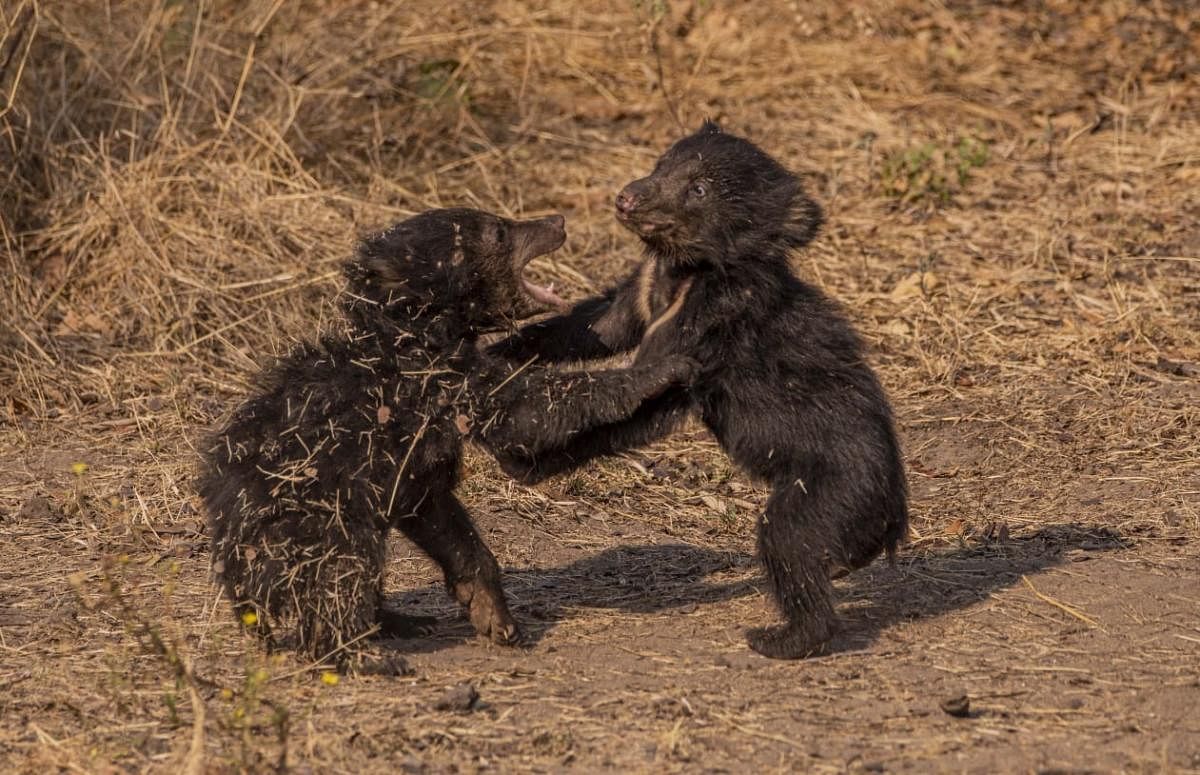 Bear cubs seen playing at the Daroji Bear Sactuary, which has witnessed a boom in births since stone quarrying in surrounding areas was curbed. Credit: DH Photo