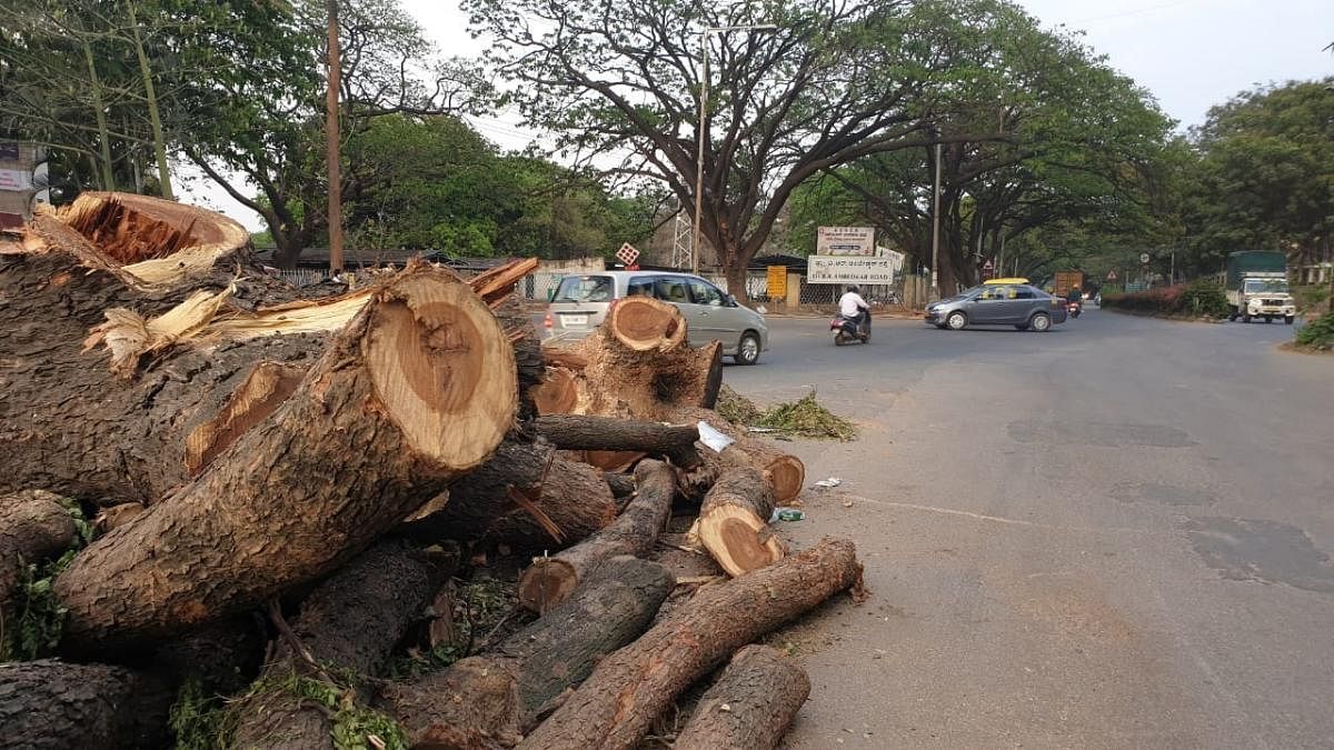 10 fully grown trees made way for an underpass at HAL as part of the Old Airport Road signal-free corridor. Credit: DH Photo